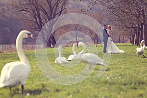 Couple walking in a park surrounded by swans