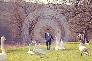 Couple walking in a park surrounded by swans