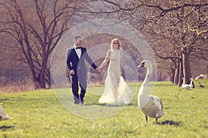 Couple walking in a park surrounded by swans