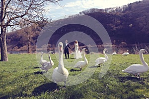 Couple walking in a park surrounded by swans