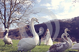 Couple walking in a park surrounded by swans