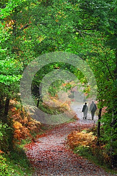 Couple walking on path in forest