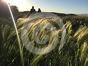 Couple walking through a wheat field photo