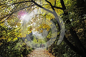 Couple walking on a wooded trail on a bright sunny day.