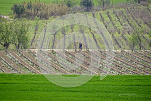 A couple walks between cultivated vineyard fields.