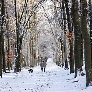 couple walks dogs in snow covered forest near utrecht in holland