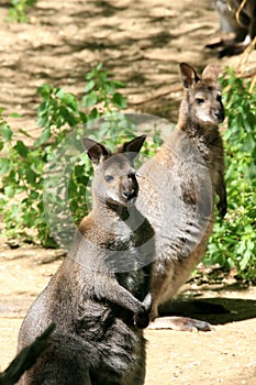 A couple of wallabies (kangaroos)