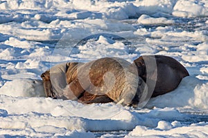 Couple of walruses on the ice - Arctic, Spitsbergen