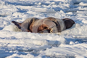 Couple of walruses on the ice - Arctic, Spitsbergen