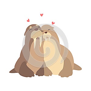 Couple of walruses in love embracing each other, two happy aniimals hugging with hearts over their head vecto