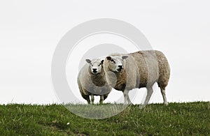 A couple of watching sheep, the Netherlands