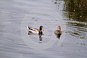 Couple of water ducks swim and enjoy beautiful natural environment / Pair of mallards and birds in love.