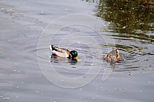 Couple of water ducks swim and enjoy beautiful natural environment / Pair of mallards and birds in love.