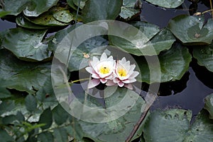 Couple of water lilies