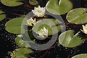 A couple of water lilies in a pond