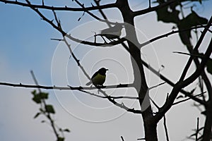 Couple of weaver birds in the evening time on a tree by my house. Sillouette of these birds are scintillating