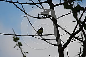 Couple of weaver birds in the evening time on a tree by my house. Sillouette of these birds are scintillating photo