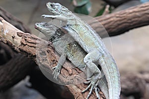 Couple of Weber sailfin lizard