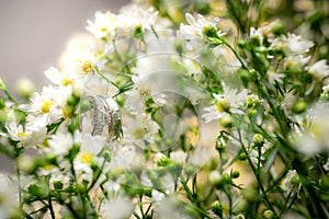 Couple wedding rings hang on white flowers