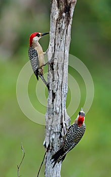 Couple of West Indian Woodpecker (Melanerpes superciliaris)