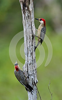 Couple of West Indian Woodpecker (Melanerpes superciliaris)