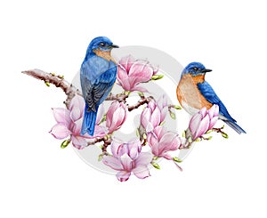 Couple of western bluebirds with magnolia flowers watercolor illustration. Hand painted beautiful birds with lush