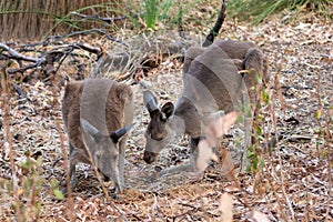 Couple of western grey kangaroos eating plants from the ground and showing affection. Wild kangarros in the bush. Yanchep