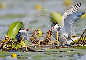 A couple whiskered tern feeding with little fish two cute chicks on the nest