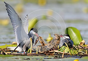 A couple whiskered tern feeding with little fish two cute chicks on the nest