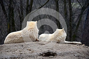 Couple of White Arctic Wolf Lying on Hill