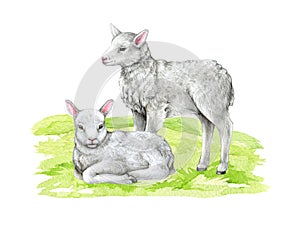 Couple of white baby lamb on the grass. Watercolor hand drawn illustration. Cute little baby sheep standing on the green