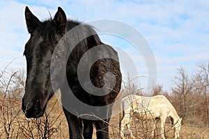 Couple of white and black horses grazing together on a pasture in the forest and eating dry grass
