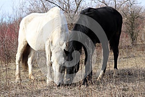 Couple of white and black horses grazing together on a pasture in the forest and eating dry grass, selective focus