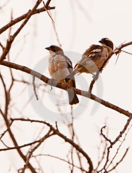 A couple of White-browed Sparrow Weavers