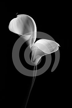 A couple of white Calla lily on a black background