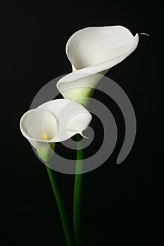 A couple of white Calla lily on a black background