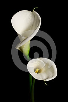 A couple of white Calla lily on a black background
