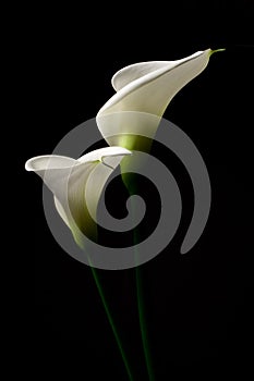 A couple of white Calla lily on a black background