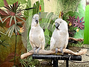 A couple of white cockatoo parrots on a tree branch