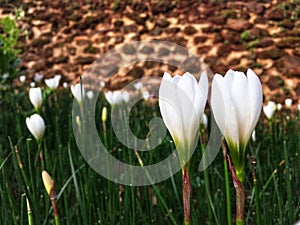 Couple white crocus flowers blooming in the garden in rainy season