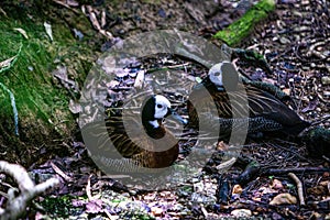 Couple of white faced whistling duck curled up on a forest floor