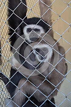 A couple of white handed gibbons Hylobates lar in zoo cage, shot through the cage