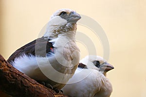 A couple of white-headed buffalo weaver (dinemellia dinemelli) birds sitting side by side on a branch