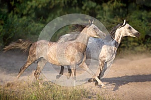 Couple white horse run