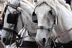 Couple of white horses with blinders.