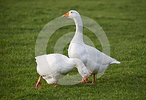 Couple of white house gooses