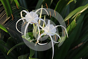 Couple of White lily like flowers with long petals