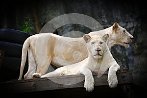 Couple of White Lion cubs