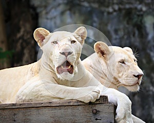 Couple of White Lion cubs