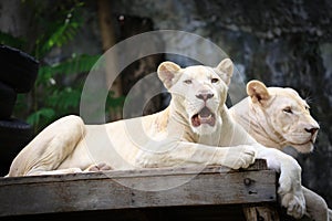 Couple of White Lion cubs